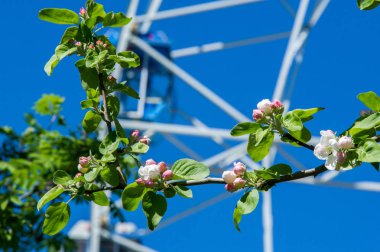 Şehir Parkı içinde dönme dolap. Elma ağaçlarının çiçeklenme. Kırmızı dev dönme dolap ile berrak mavi gökyüzünün yarısı. Büyük vintage salıncak