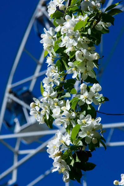 Şehir Parkı içinde dönme dolap. Kırmızı Dev dönme dolap ile berrak mavi gökyüzünün yarısı. Büyük vintage dalgalanmalar 