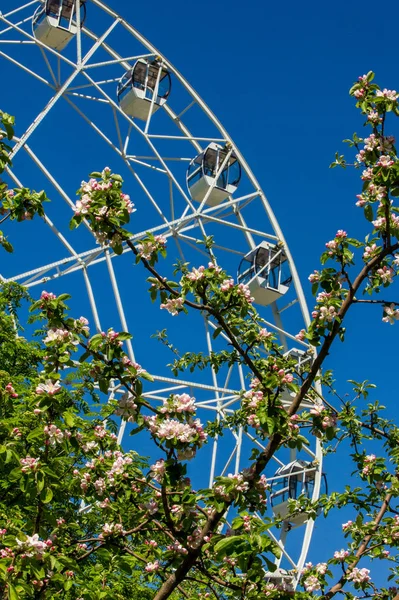 市内の公園に観覧車 満開のりんごの木 澄んだ青い空と赤い巨大な観覧車の半分 大型ビンテージ スイング — ストック写真
