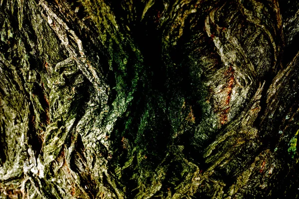 Textura Fundo Padrão Casca Árvore Fora Acima Madeira Pedaços Troncos — Fotografia de Stock