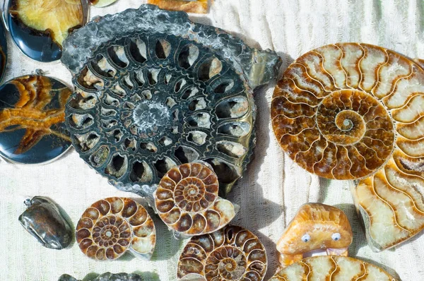 Fossil Remains Marine Life Remains Impression Prehistoric Organism Preserved Petrified — Stock Photo, Image