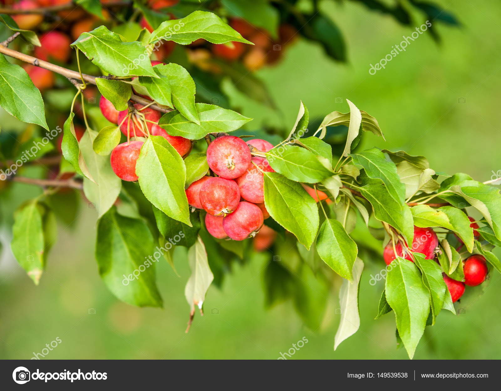 覆盆子和野苹果马鲁氏属malus 是蔷薇科的一种小型落叶苹果树或灌木 图库照片 C Ekina1 覆盆子和野苹果马鲁氏属malus 是蔷薇科的一种小型落叶苹果树或灌木 图库照片 C Ekina1