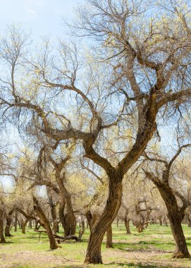  Bahar turanga koruda. diversifolia Schrenk, kavak euphratica, fırat kavak, kavak.