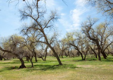  Bahar turanga koruda. diversifolia Schrenk, kavak euphratica, fırat kavak, kavak.