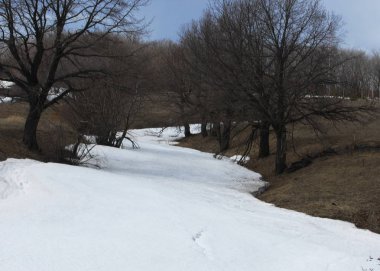 Willow arılar tarafından tozlaşma