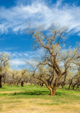  Bahar turanga koruda. diversifolia Schrenk, kavak euphratica, fırat kavak, kavak.