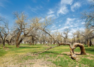  Bahar turanga koruda. diversifolia Schrenk, kavak euphratica, fırat kavak, kavak.