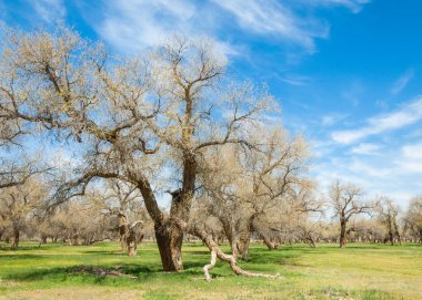  Bahar turanga koruda. diversifolia Schrenk, kavak euphratica, fırat kavak, kavak.