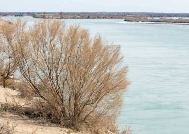 kum. Bahar. su. kar. haloxylon. Orta Asya, sinkiang, haloxylon ammodendron, haloxylon persicum, beyaz saxaul, saxaul serçe, plantae, kapalı tohumlular, fikir, temel fikir, caryophyllales, amaranthaceae, salsoloideae, Kuru, çöl, gökyüzü, bl