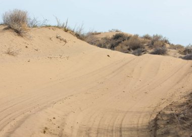 kum bahar bozkır. ağaçlar ve kum mavi gökyüzü arka plan üzerinde. Kazakistan bozkırlarında