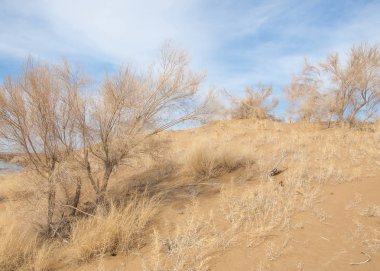 kum bahar bozkır. ağaçlar ve kum mavi gökyüzü arka plan üzerinde. Kazakistan bozkırlarında