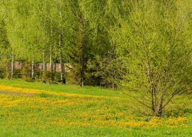 Bahar alanda yeşil landscape.sunset. gün ışığında yeşil orman, bahar zamanı. bulutlar ile mavi gökyüzünün altında yeşil çayır. 