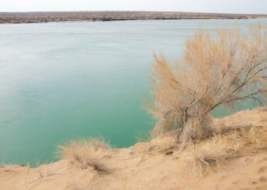 kum. Bahar. su. kar. haloxylon. Orta Asya, sinkiang, haloxylon ammodendron, haloxylon persicum, beyaz saxaul, saxaul serçe, plantae, kapalı tohumlular, fikir, temel fikir, caryophyllales, amaranthaceae, salsoloideae, Kuru, çöl, gökyüzü, bl