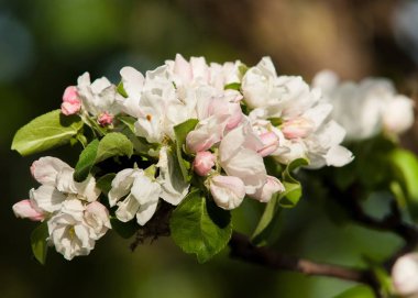 Bahar. bahar zamanı. springtide. Başbakan. Bahar çiçeği: Bahçe zemin üzerine yeni gelişen bir elma ağacının dalını