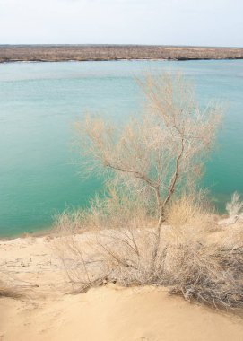 kum. Bahar. su. kar. haloxylon. Orta Asya, sinkiang, haloxylon ammodendron, haloxylon persicum, beyaz saxaul, saxaul serçe, plantae, kapalı tohumlular, fikir, temel fikir, caryophyllales, amaranthaceae, salsoloideae, Kuru, çöl, gökyüzü, bl