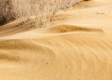 kum bahar bozkır. ağaçlar ve kum mavi gökyüzü arka plan üzerinde. Kazakistan bozkırlarında