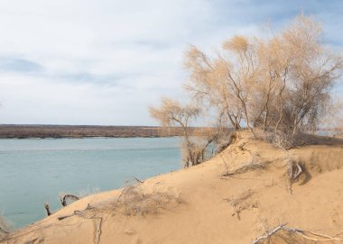 kum. Bahar. su. kar. haloxylon. Orta Asya, sinkiang, haloxylon ammodendron, haloxylon persicum, beyaz saxaul, saxaul serçe, plantae, kapalı tohumlular, fikir, temel fikir, caryophyllales, amaranthaceae, salsoloideae, Kuru, çöl, gökyüzü, bl