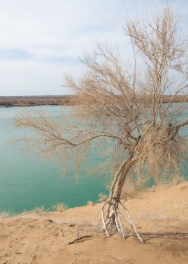 kum. Bahar. su. kar. haloxylon. Orta Asya, sinkiang, haloxylon ammodendron, haloxylon persicum, beyaz saxaul, saxaul serçe, plantae, kapalı tohumlular, fikir, temel fikir, caryophyllales, amaranthaceae, salsoloideae, Kuru, çöl, gökyüzü, bl