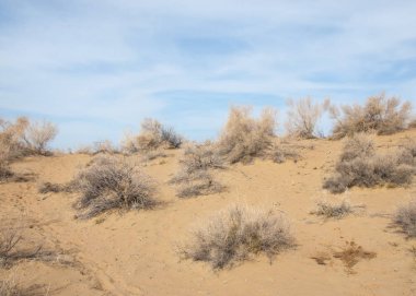 kum. Bahar. su. kar. haloxylon. Orta Asya, sinkiang, haloxylon ammodendron, haloxylon persicum, beyaz saxaul, saxaul serçe, plantae, kapalı tohumlular, fikir, temel fikir, caryophyllales, amaranthaceae, salsoloideae, Kuru, çöl, gökyüzü, bl