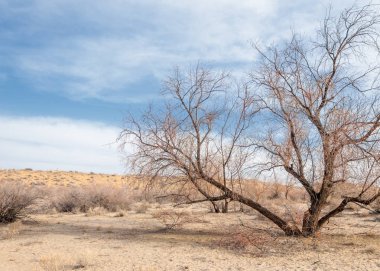 Kazakistan, yalnız ağaç erken baharda bozkırlarında. 