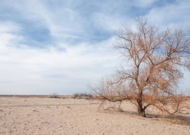 Kazakistan, yalnız ağaç erken baharda bozkırlarında. 