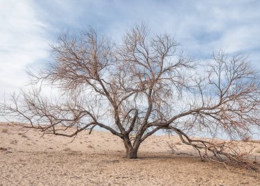Kazakistan, yalnız ağaç erken baharda bozkırlarında. 