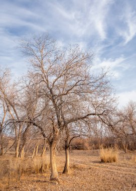 Kazakistan, yalnız ağaç erken baharda bozkırlarında. 