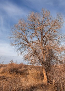 Kazakistan, yalnız ağaç erken baharda bozkırlarında. 
