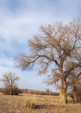 Kazakistan, yalnız ağaç erken baharda bozkırlarında. 