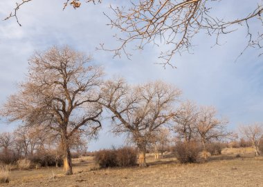 Kazakistan, yalnız ağaç erken baharda bozkırlarında. 