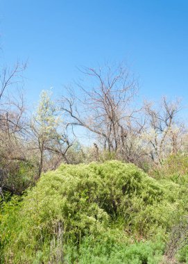 bozkır, çayır, veld, veldt. Güneydoğu Avrupa ve Sibirya düz unforested otlak geniş bir alanda.