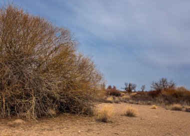 Kazakistan, yalnız ağaç erken baharda bozkırlarında. 