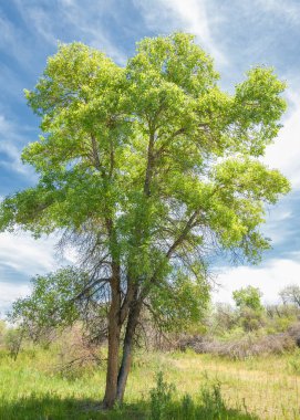 bozkır, çayır, veld, veldt. Güneydoğu Avrupa ve Sibirya düz unforested otlak geniş bir alanda.