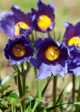 pasque çiçek, pulsatilla patens. pasqueflowers (pulsatilla patens) ile çim sahada. pasque çiçek.