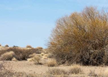kum bahar bozkır. ağaçlar ve kum mavi gökyüzü arka plan üzerinde. Kazakistan bozkırlarında