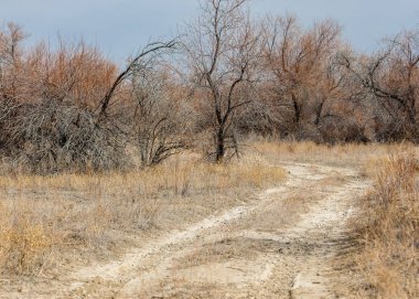 kum bahar bozkır. ağaçlar ve kum mavi gökyüzü arka plan üzerinde. Kazakistan bozkırlarında