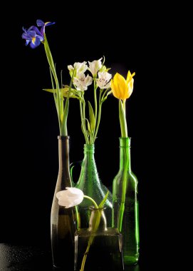 Çiçekler şişelerde, farklı uzun kısa sarı mavi beyaz kahverengi şişe. çiçek lale, İris. Siyah bir arka plan üzerinde yalıtım