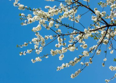 Elma ağaçları çiçek. genellikle parlak renkli bir corolla (taç yaprakları tarafından çevrili üreme organları (stamens ve carpels) oluşan bir bitki, tohum taşıyan parçası)
