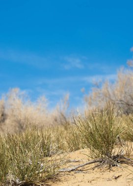 kum bahar bozkır. ağaçlar ve kum mavi gökyüzü arka plan üzerinde. Kazakistan bozkırlarında