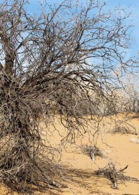 kum bahar bozkır. ağaçlar ve kum mavi gökyüzü arka plan üzerinde. Kazakistan bozkırlarında