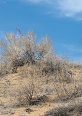 kum bahar bozkır. ağaçlar ve kum mavi gökyüzü arka plan üzerinde. Kazakistan bozkırlarında