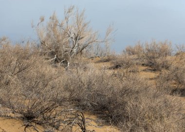 kum bahar bozkır. ağaçlar ve kum mavi gökyüzü arka plan üzerinde. Kazakistan bozkırlarında