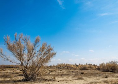 kum bahar bozkır. ağaçlar ve kum mavi gökyüzü arka plan üzerinde. Kazakistan bozkırlarında