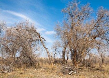kum bahar bozkır. ağaçlar ve kum mavi gökyüzü arka plan üzerinde. Kazakistan bozkırlarında