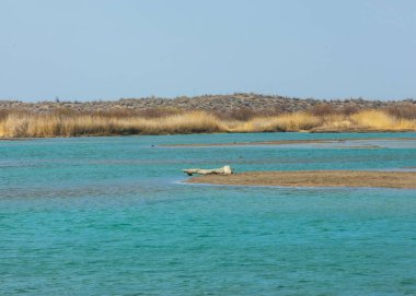 nehir bahar. bahar Nehri Orta Asya'da. Kazakistan bozkır nehir Semirechye. 