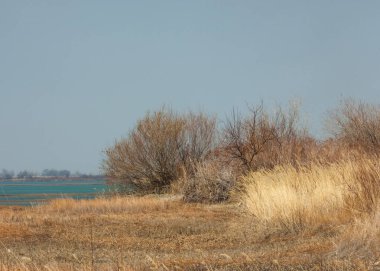 kum bahar bozkır. ağaçlar ve kum mavi gökyüzü arka plan üzerinde. Kazakistan bozkırlarında