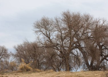 kum bahar bozkır. ağaçlar ve kum mavi gökyüzü arka plan üzerinde. Kazakistan bozkırlarında