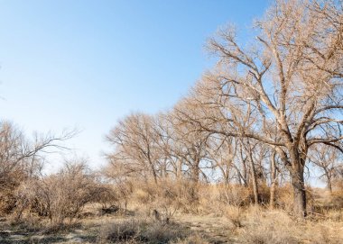 Son bahar kar dokusuna güneşli bir bahar brooks suda eritin. nehir dere dere. Bahar Nehri üzerinde buz erime. 