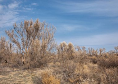 Son bahar kar dokusuna güneşli bir bahar brooks suda eritin. nehir dere dere. Bahar Nehri üzerinde buz erime. 