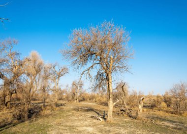 Son bahar kar dokusuna güneşli bir bahar brooks suda eritin. nehir dere dere. Bahar Nehri üzerinde buz erime. 